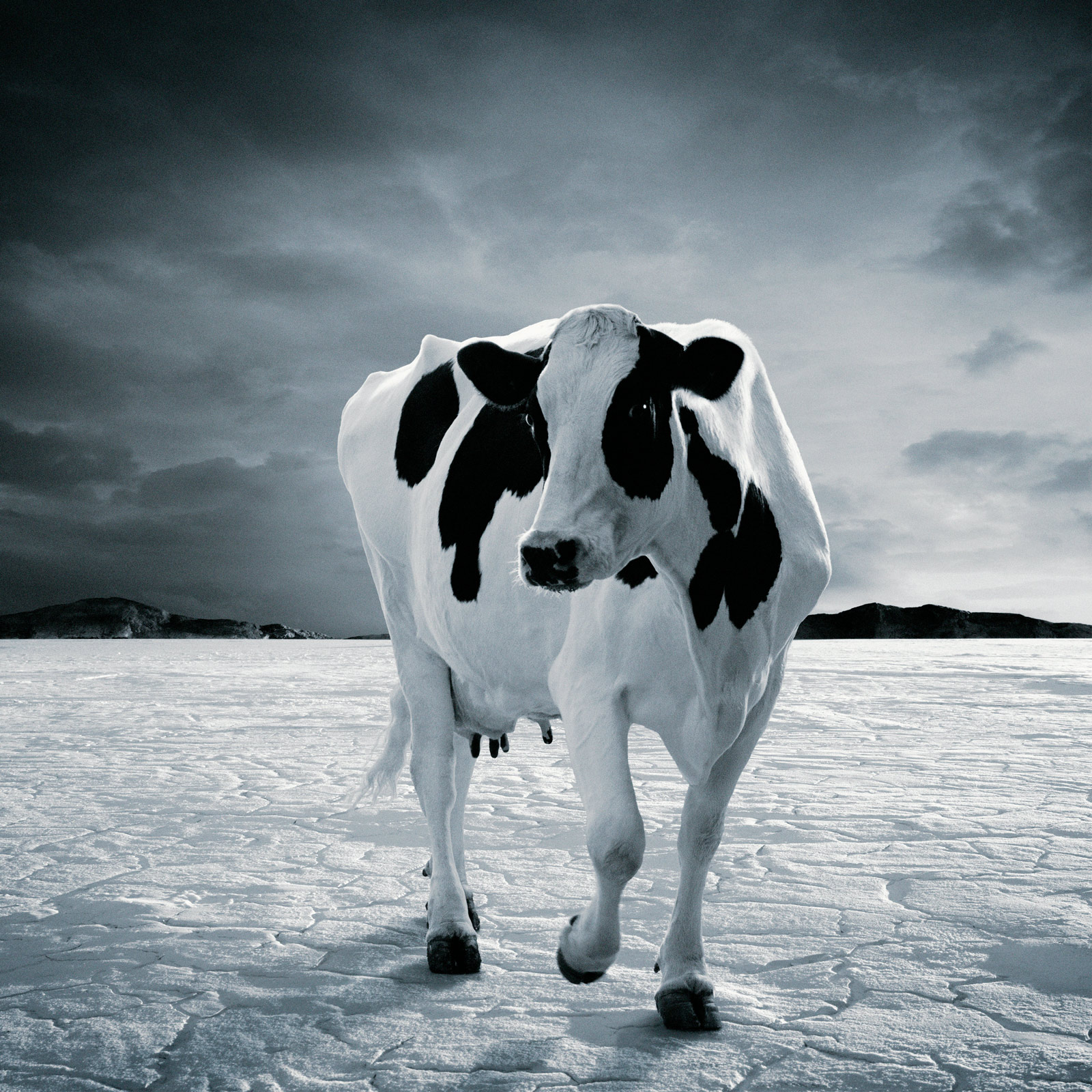 Divine Bovine