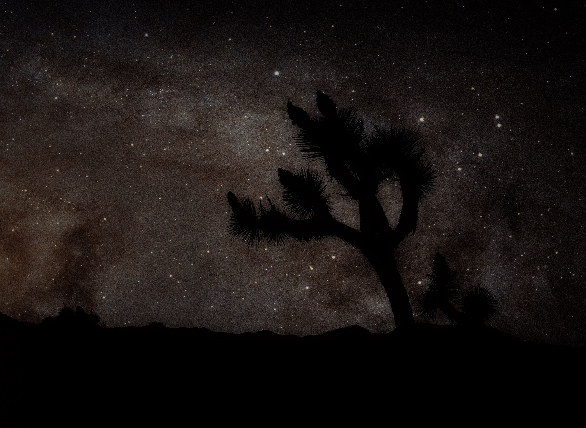 Stars Over Joshua Tree